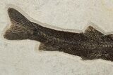 Uncommon Fossil Fish (Notogoneus) - Wyoming #300275-3